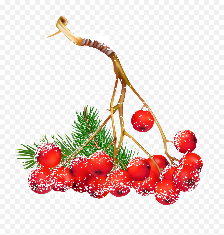 Clipart Fruit Christmas Clipart Fruit - Holly Berries Png Emoji,Christmas Emotion Worksheet