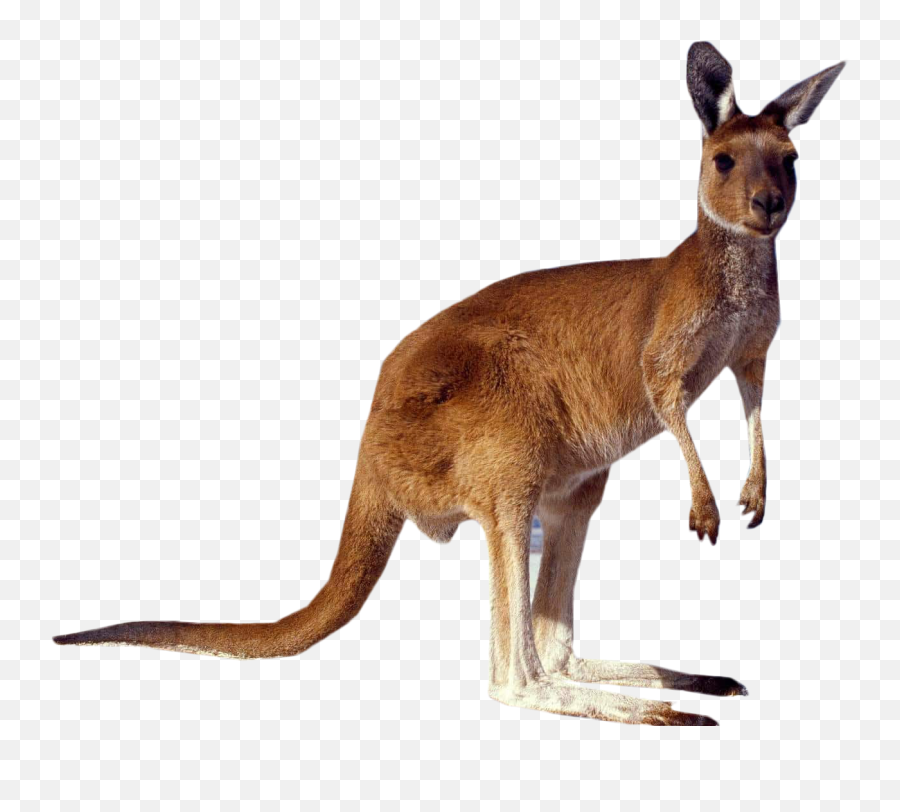 Kangaroo Png Images Free Download - Free Transparent Png Logos Kangaroo Standing Png Emoji,Facebook Emojis Transpare