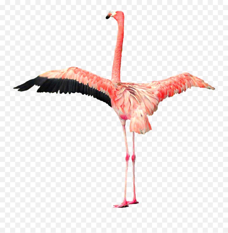 Flamingo Png Transparent Emoji,Flamongo Emoji