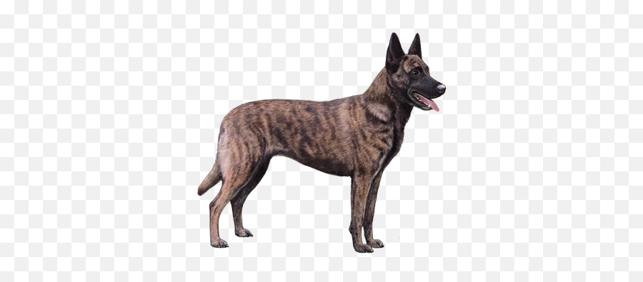 Dutch Shepherd Dog Facts - Wisdom Panel Dog Breeds Dutch Shepherd Dog Emoji,German Sheppherd Emotions Based On Ears