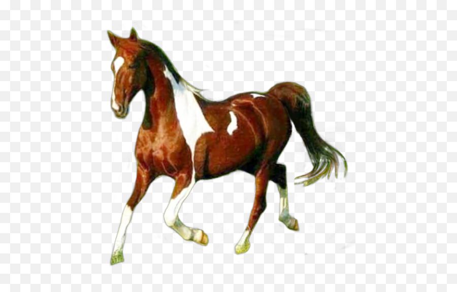 Discover Trending Horses Stickers Picsart - American Paint Horse Emoji,Hand Horse Horse Emoji