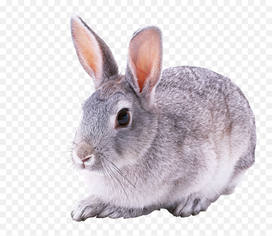 Rabbit Png Transparent Background Free Download - Yourpngcom Emoji,Emoji Rabbit Clothing
