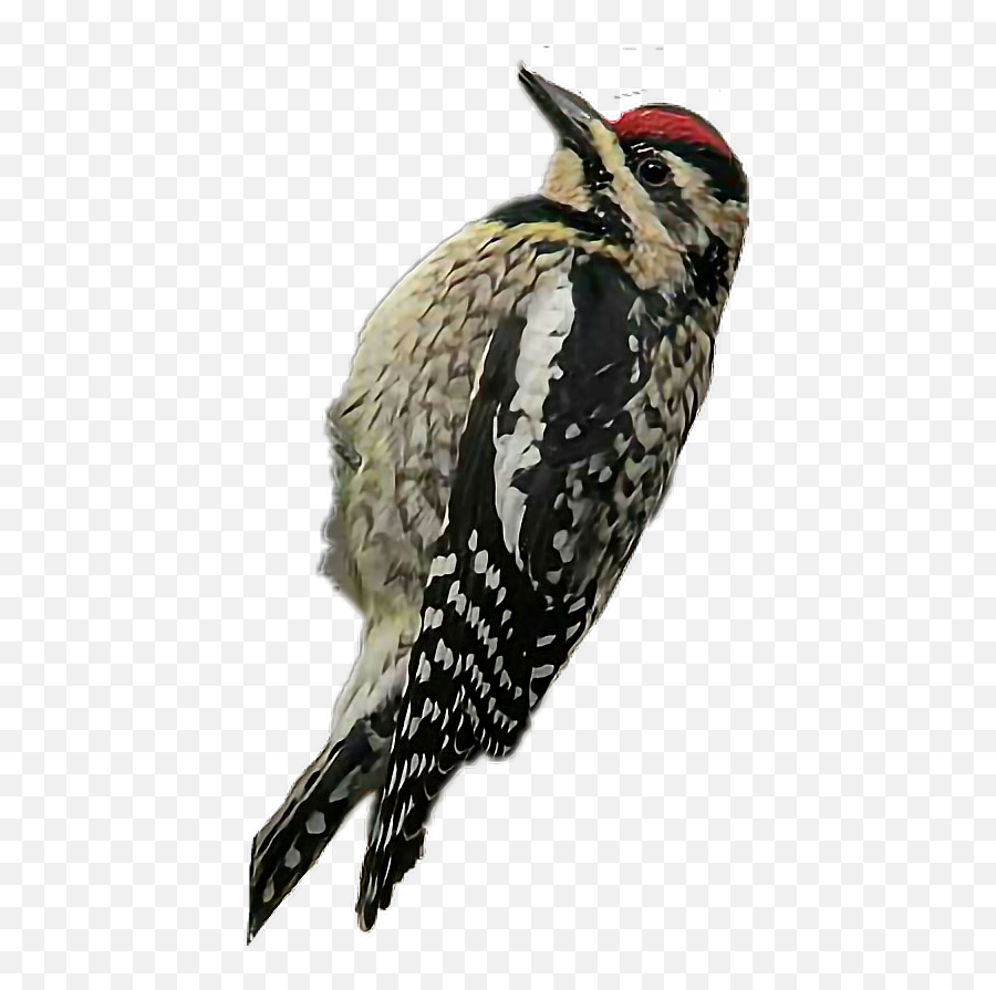 Woodpecker Bird Sticker - Yellow Bellied Sapsucker Transparent Emoji,Woodpecker Emoji