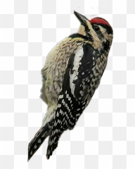 Woodpecker Bird Sticker - Yellow Bellied Sapsucker Transparent Emoji,Woodpecker Emoji