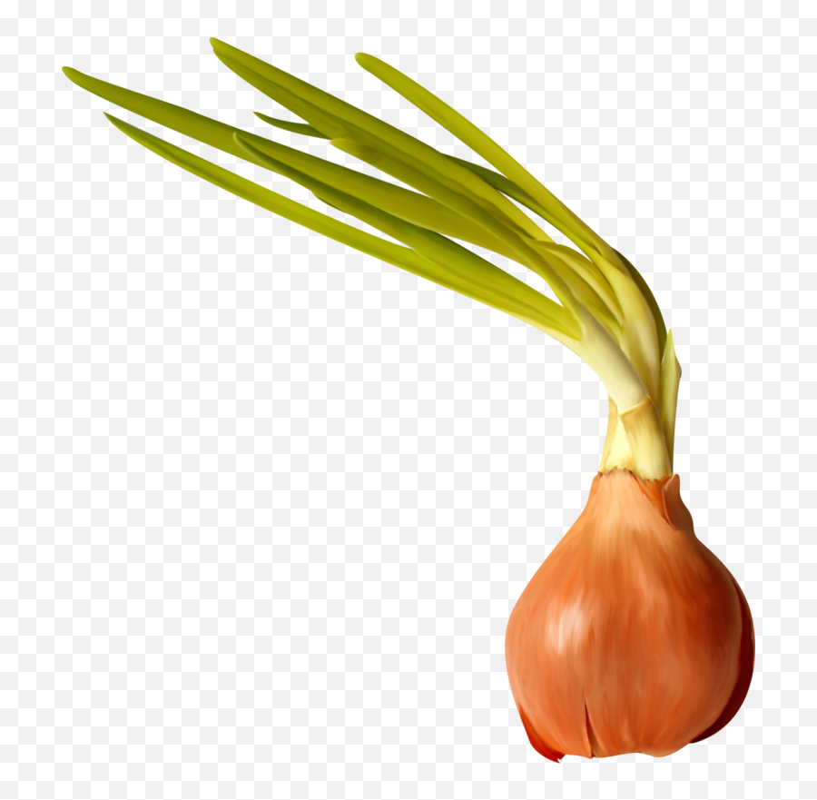 Garlic Clipart Shallot Garlic Shallot Transparent Free For - Clip Art Emoji,Garlic Bread Emoji