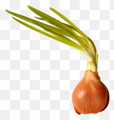 Garlic Clipart Shallot Garlic Shallot Transparent Free For - Clip Art Emoji,Garlic Bread Emoji