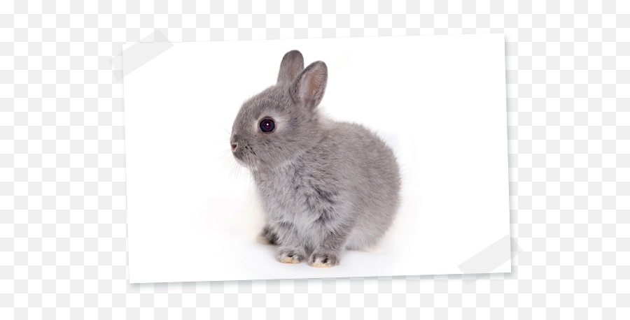 Toy Rabbit - Domestic Rabbit Emoji,Milky Emotions Pets