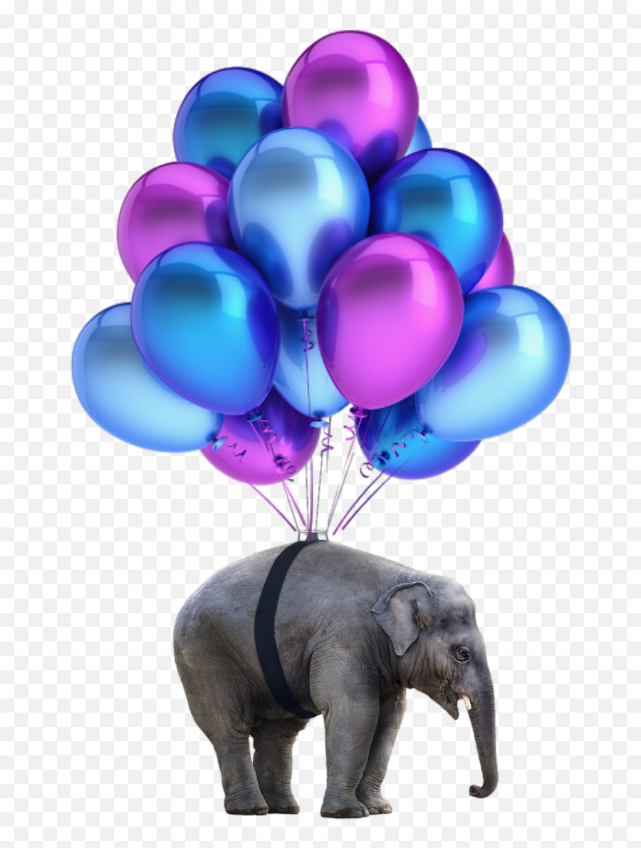 Elephant Png Nobackground Sticker By Daniel Barros - Grand Opening Flyer For Clothing Boutique Emoji,Elephant Emoji Png