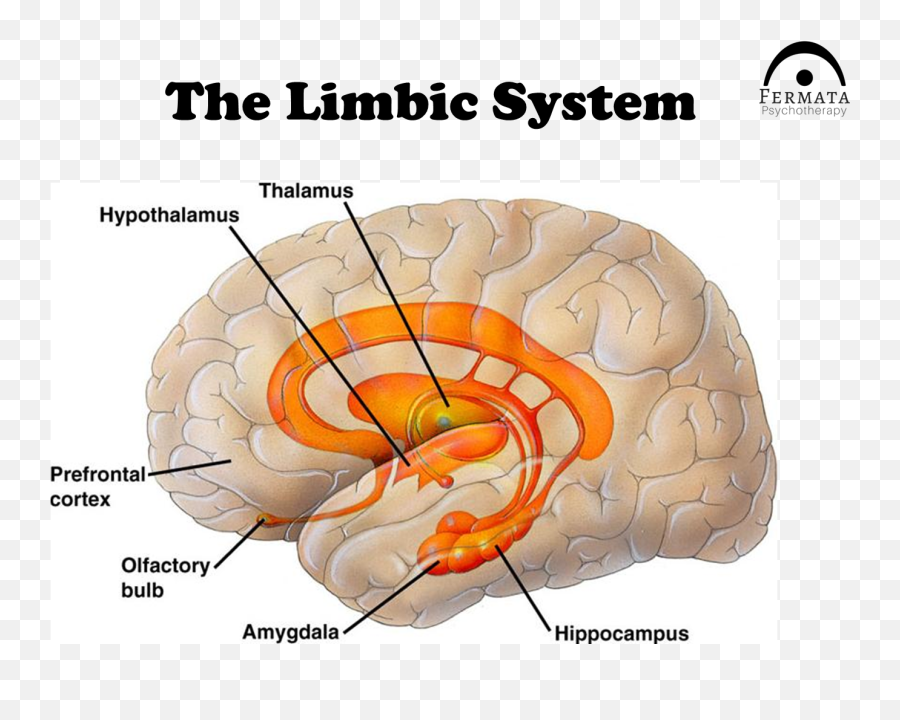 Limbic System - Limbic System Emoji,Amygdala Emotions