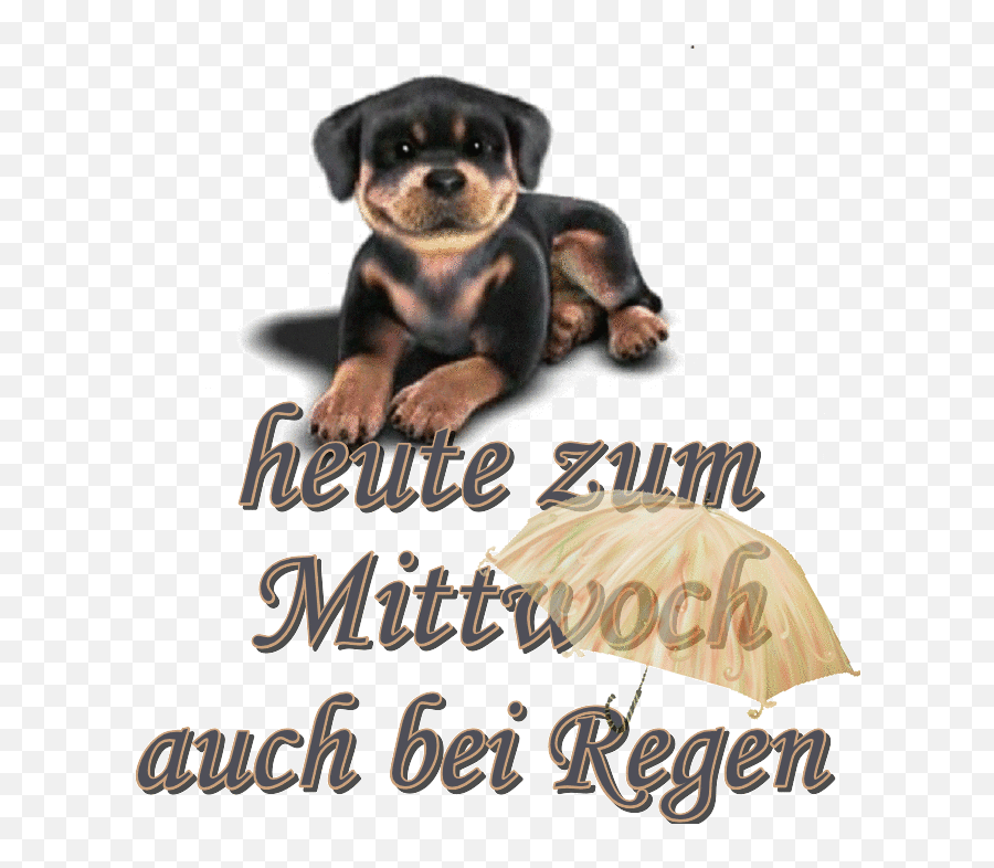 Pin By Reiner Geiß On Mittwochsgrüße S Food Animals Pics - Mittwochsgrüße Hunde Gif Emoji,Reiner Emoticon