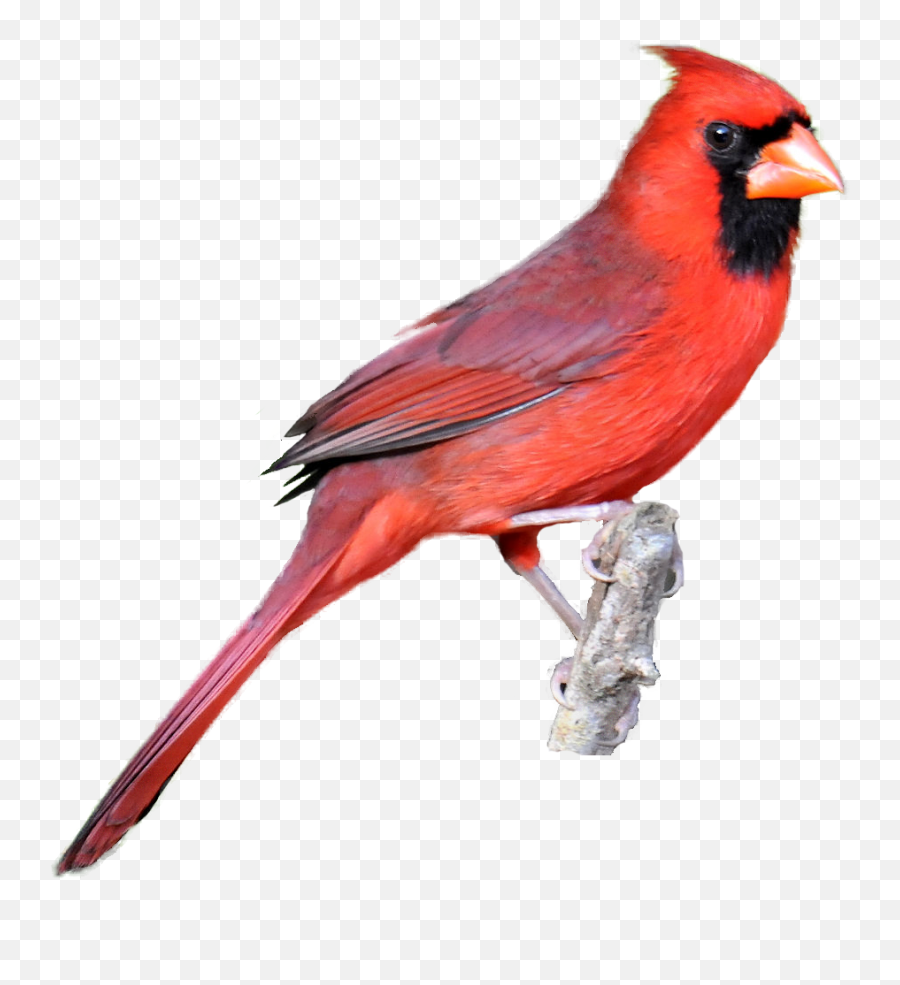 Red Cardinal Clipart Kid 4 - Cardinal Transparent Png Emoji,Cardinals Emoji