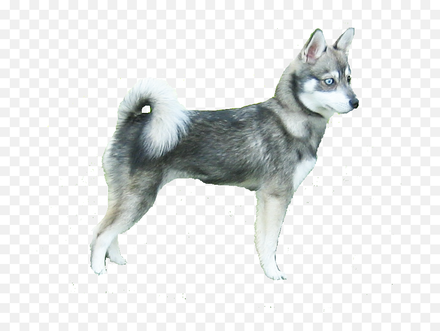 Gallery - Alaskan Klee Kai Emoji,Husky Stages Of Emotion