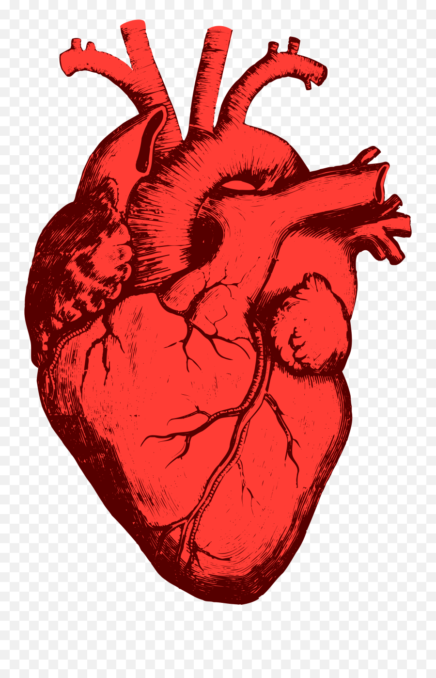 A Shovel Iii Transparent Png Image - Heart Organ Transparent Background Emoji,Shovel Emoji