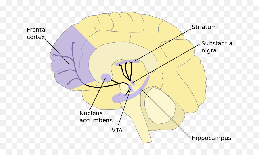 Why You Do The Things You Do - Ventral Tegmental Area Emoji,Neurotransmitters And Emotions