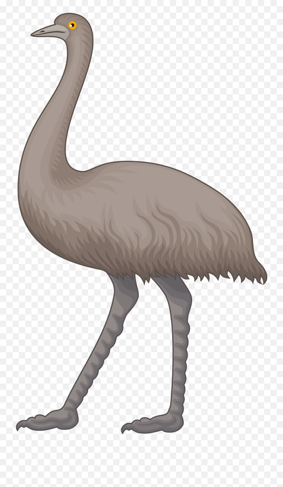 Emu Clipart Free Download Transparent Png Creazilla - Emu Clipart Emoji,Ostrich Emoji