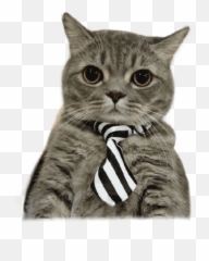 Seize The Day With Sweet Emoji,Tabby Emojis Transparent