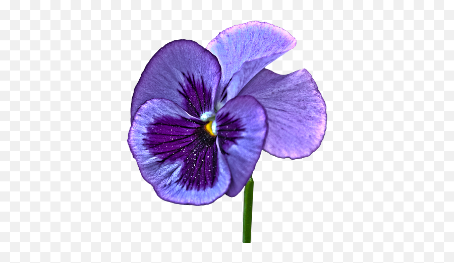 A Single Purple Pansy On A Transparent Background Throw Emoji,Violet Emoji Flower