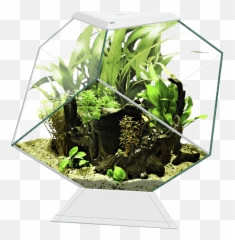 Nexus 14c Betta Life - Aquarium Nexus Emoji,Fiskar Emotion