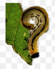 The Most Edited - Point D Interrogation Rigolo Emoji,Caterpillar Emoji Pillow