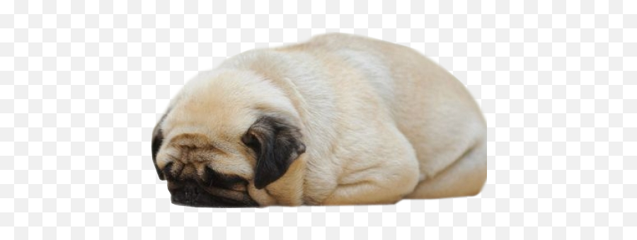 The Oblongs - Bread Loaf Pug Png Emoji,Mighty Boosh Emoticons