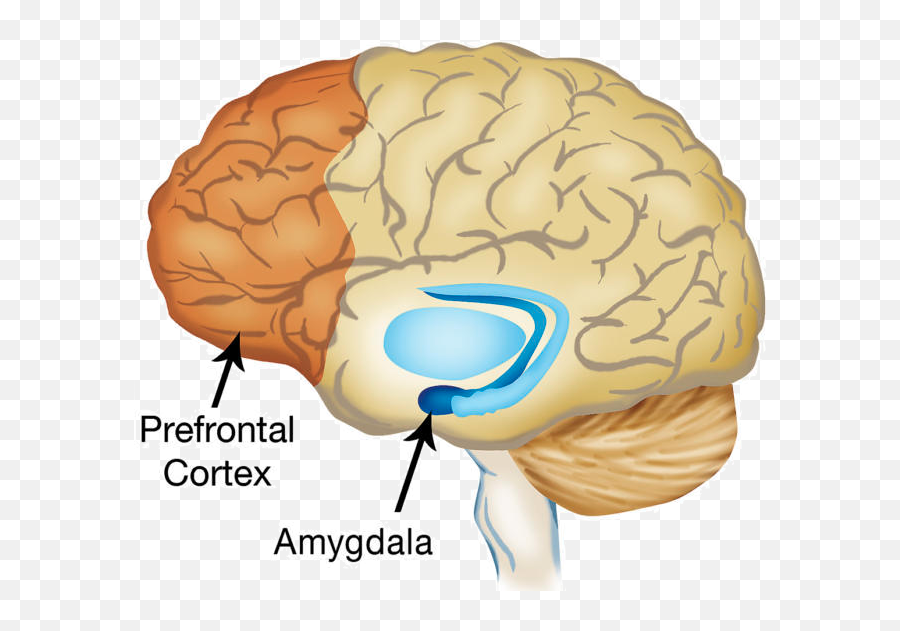 Emotional Intelligence - Brain Clip Art With Amygdala Emoji,Amygdala Emotions