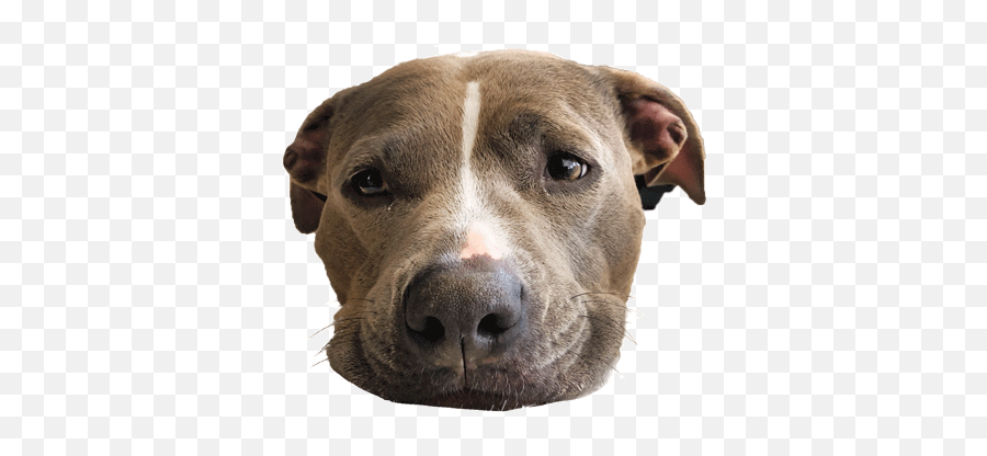 Miranda Lee Art Director U0026 Designer - Slack Emojis Gif Dog,Pitbull Emoji