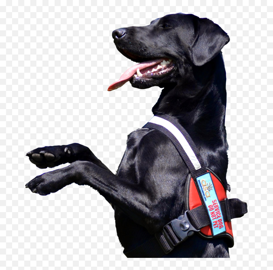 Asa Service Dogs U2013 Service Dog Training - Martingale Emoji,Looking For A Lap Dog And One That Responds To Emotion