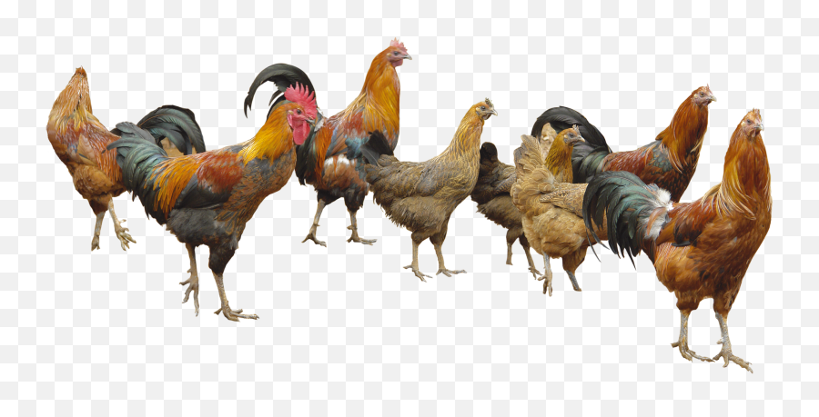 Png Images Chicken - Chickens Transparent Emoji,Facebook Emotions Chickens