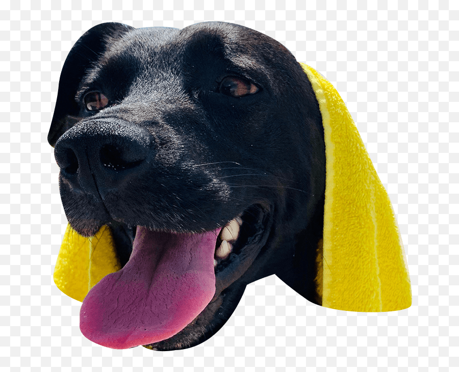 The Ceros Pet Calendar 2021 Digital - Canine Tooth Emoji,Send Your Friends Cute Cream Labrador Retriver Emojis