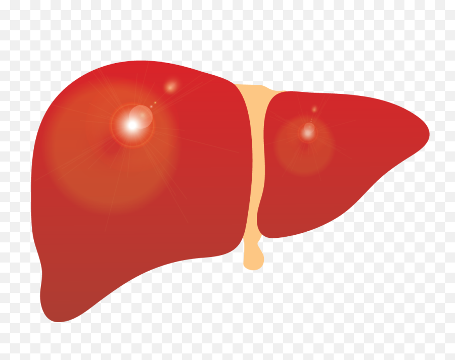 Liver Clipart Cirrhosis - Cirrhosis Png Download Full Emoji,Android Emojis Chestnut