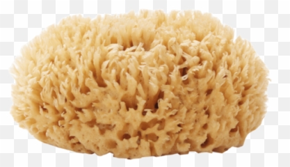 Sponges And Exfoliation U2013 Kalosophie Emoji,Anemone Emotions