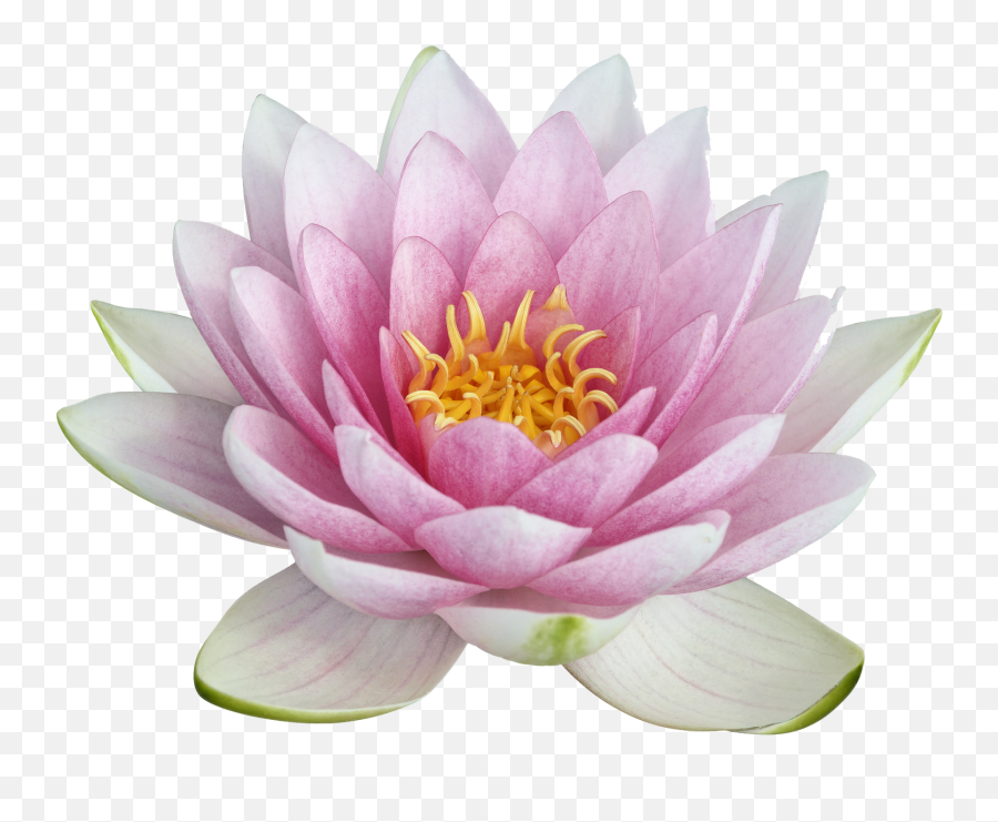 Lotus Png Image Png Svg Clip Art For Web - Download Clip Emoji,Lotus Emoji Flower
