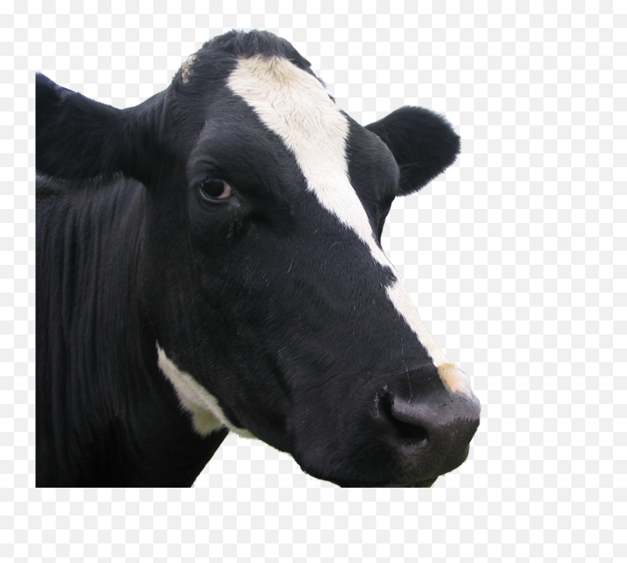 Cow Face Png - Cow Face Without Background Emoji,Cow Face Emoji
