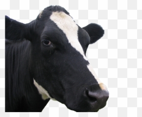 Cow Face Png - Cow Face Without Background Emoji,Cow Face Emoji