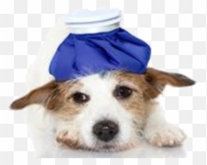 Pin De Christie Em Jack Russell - Dog Clothes Emoji,Jack Russell Emoji
