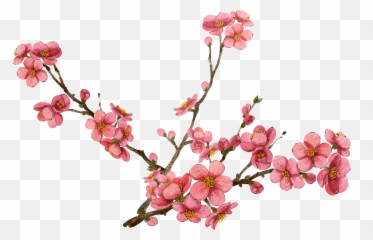 Cherry Blossom Clipart - Transparent Cherry Blossom Png Transparent Cherry Blossom Png Emoji,Cherry Blossom Emoji