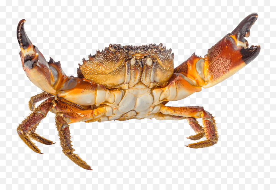 Stone Crab Festival 2020 - Florida Stone Crab Png Emoji,Pinching Crab Emoticon