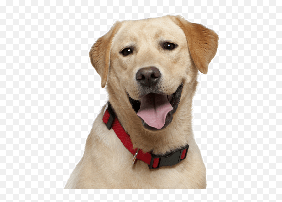 Senior Golden Retriever For Sale Off 67 - Wwwusushimdcom Preeti Dog Kabir Singh Emoji,Happy Birthday Emoticons With Labrador Retriever