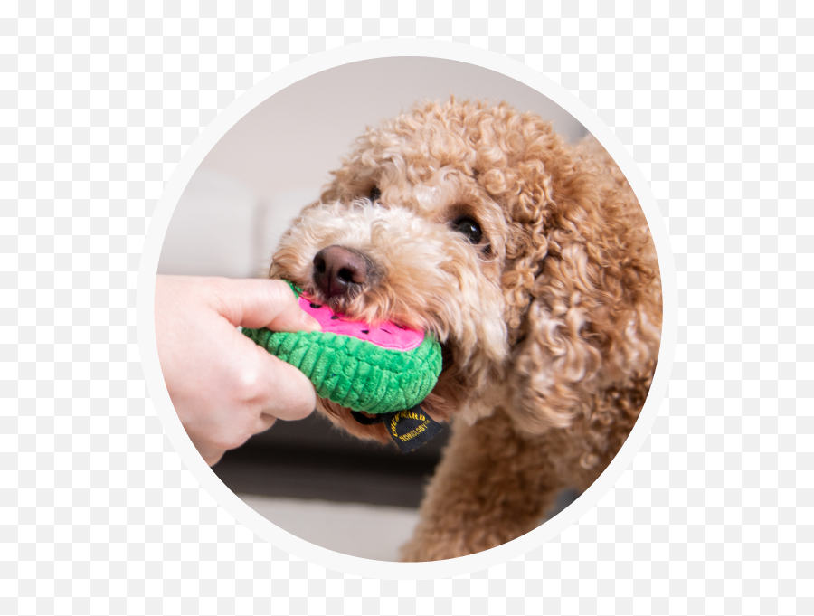 Home - Dog Toy Emoji,Bdo Pets Emotion