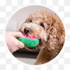Home - Dog Toy Emoji,Bdo Pets Emotion