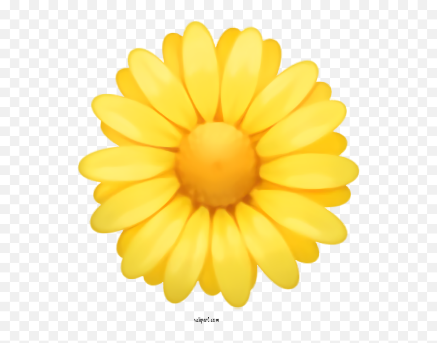 Holidays Yellow Gerbera Petal For Easter - Easter Clipart Yellow Flower Emoji Png,Daisy Emoji
