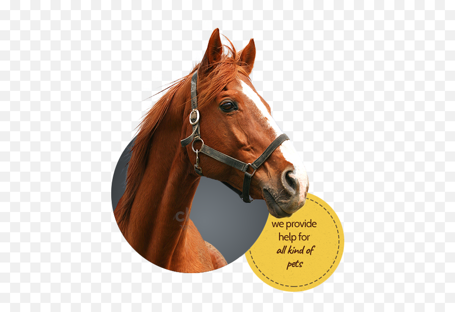 Bar Bj Products - Second Chance Tom Amandes Emoji,Horse Nose Emotion