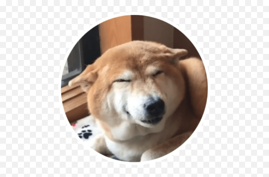 Wholesome Animals Stickers - Live Wa Stickers Emoji,Shiba Inu Emotion