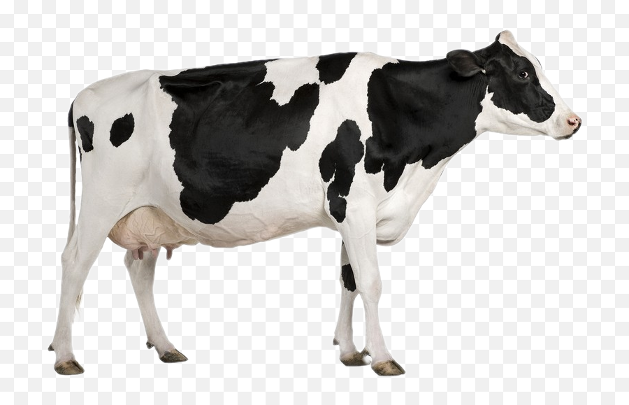 Largest Collection Of Free - Toedit Cows Stickers On Picsart Emoji,Cow Milking Emoji