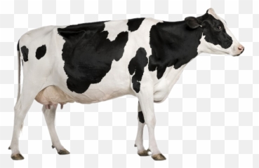 Largest Collection Of Free - Toedit Cows Stickers On Picsart Emoji,Cow Milking Emoji