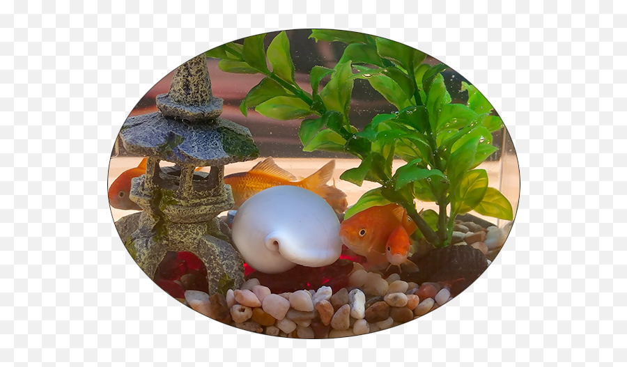 Android Developers Blog May 2018 - Artificial Aquarium Plant Emoji,Woman Plus Fish Emoji