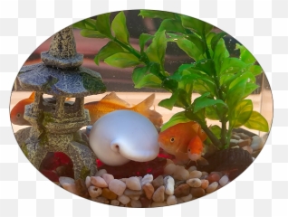 Android Developers Blog May 2018 - Artificial Aquarium Plant Emoji,Woman Plus Fish Emoji