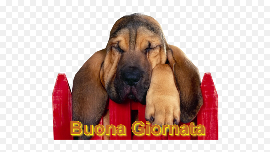 Sorridi Domani È Un Nuovo Giorno Incomincia La - Low Energy Dog Breeds Emoji,Emoticon Che Sbuffa