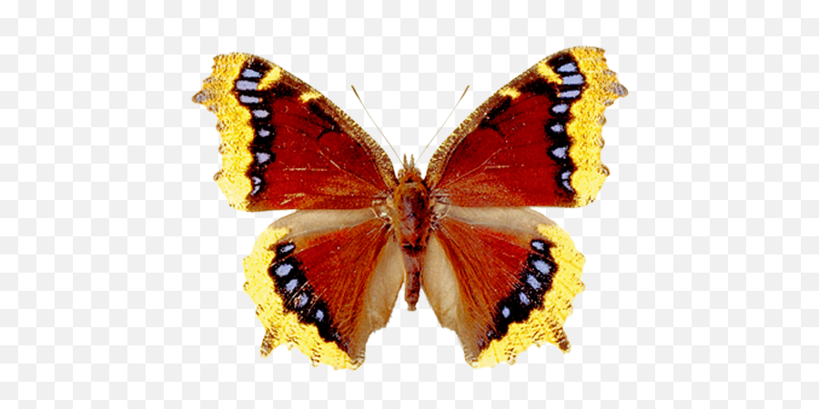 Butterflies - Portable Network Graphics Emoji,Nabokov Emoticon