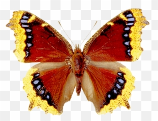 Butterflies - Portable Network Graphics Emoji,Nabokov Emoticon